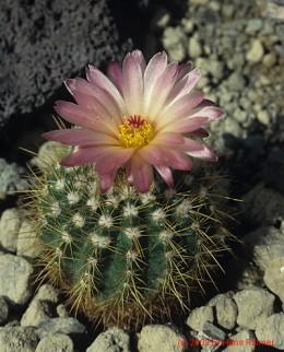 Notocactus cv. CJT61 de Groot